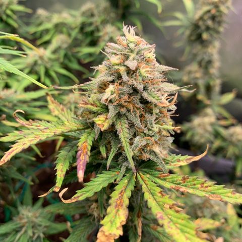 Amnesia Zkittlez Auto growlog timeline photo