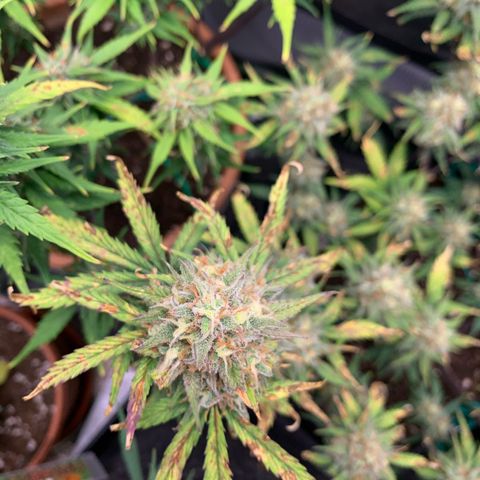 Amnesia Zkittlez Auto growlog timeline photo