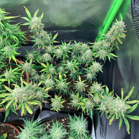 Amnesia Zkittlez Auto growlog timeline photo