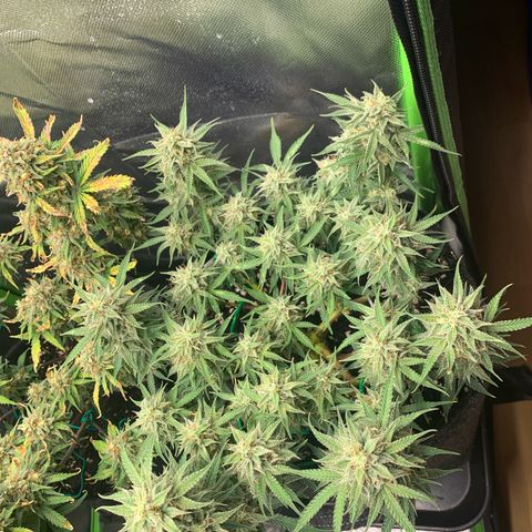 Watermelon Zkittlez Auto growlog timeline photo