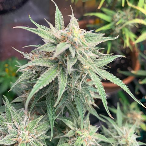 Watermelon Zkittlez Auto growlog timeline photo