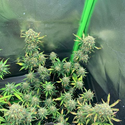 Amnesia Zkittlez Auto growlog timeline photo