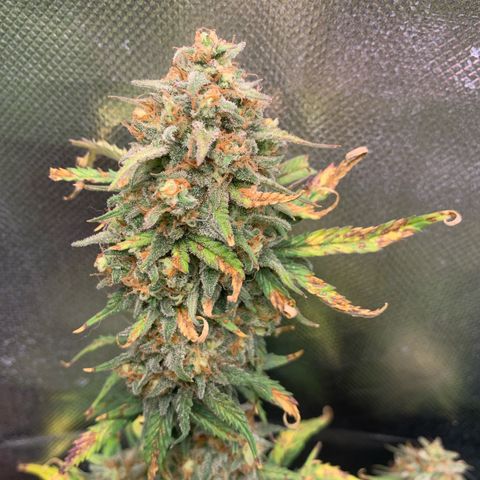 Amnesia Zkittlez Auto growlog timeline photo