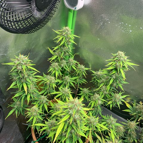 Sunset Sherbet Automatic growlog timeline photo