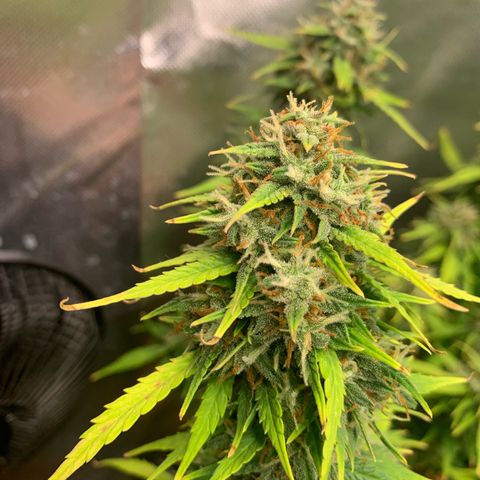 Sunset Sherbet Automatic growlog timeline photo