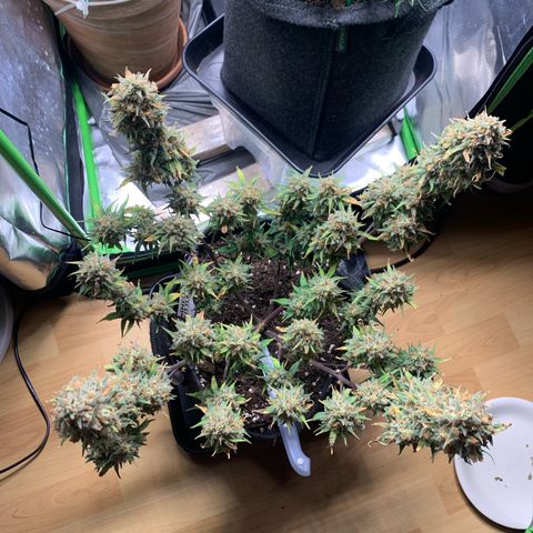 Amnesia Zkittlez Auto growlog timeline photo
