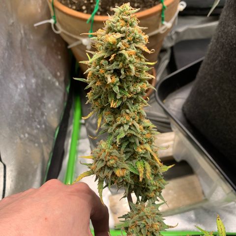 Amnesia Zkittlez Auto growlog timeline photo