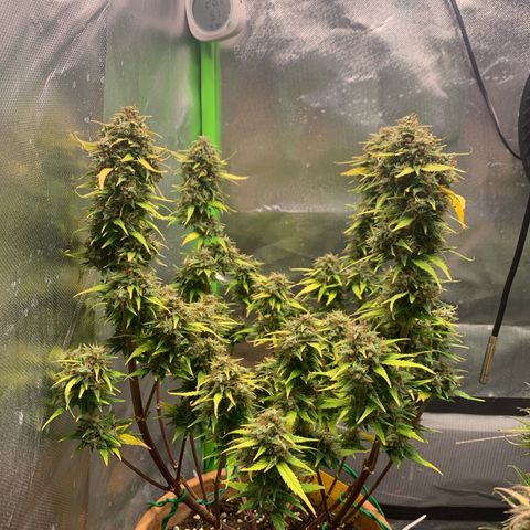 Sunset Sherbet Automatic growlog timeline photo