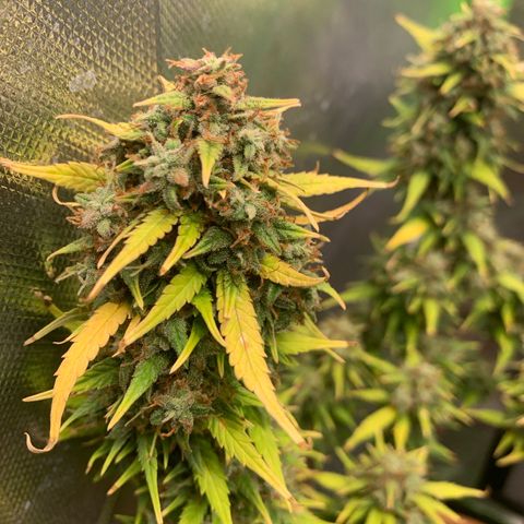 Sunset Sherbet Automatic growlog timeline photo