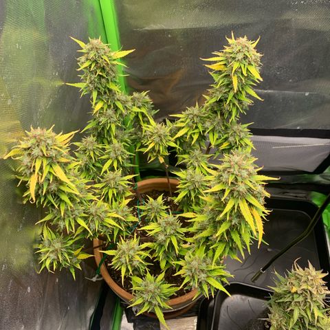 Sunset Sherbet Automatic growlog timeline photo