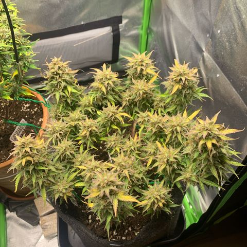 Watermelon Zkittlez Auto growlog timeline photo