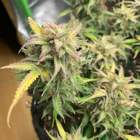 Watermelon Zkittlez Auto growlog timeline photo