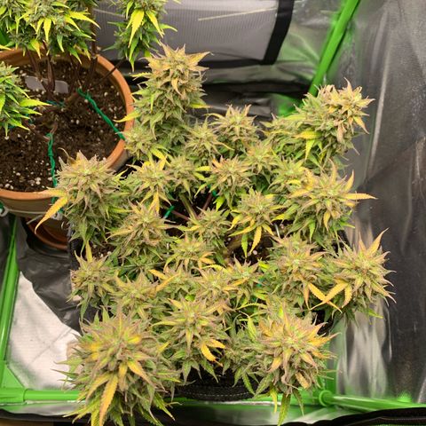 Watermelon Zkittlez Auto growlog timeline photo