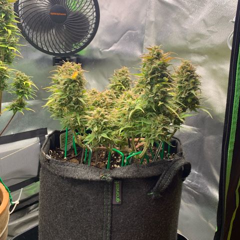 Watermelon Zkittlez Auto growlog timeline photo
