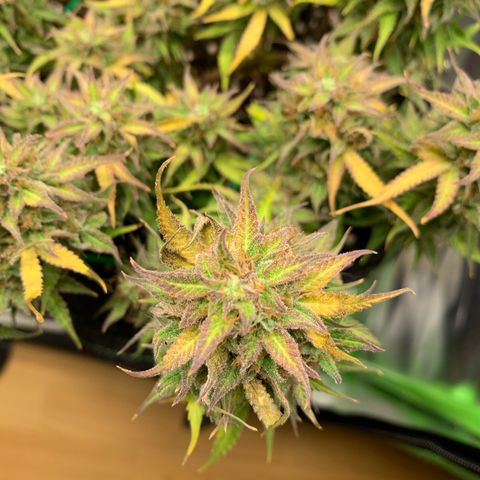 Watermelon Zkittlez Auto growlog timeline photo