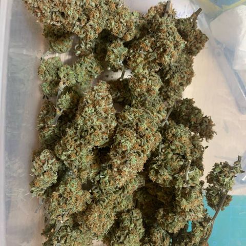 Amnesia Zkittlez Auto growlog photo: Nach 10 Tagen getrimmt und in grovbags 58-62% 