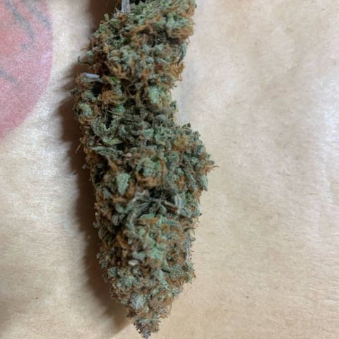 Amnesia Zkittlez Auto growlog photo: Nach 10 Tagen getrimmt und in grovbags 58-62% 
