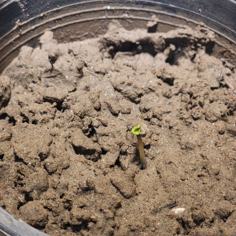 Goji OG growlog timeline photo