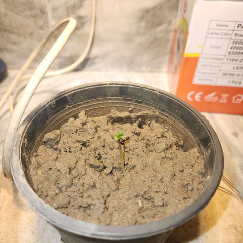 Goji OG growlog timeline photo