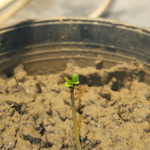Goji OG growlog timeline photo