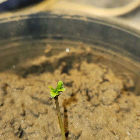 Goji OG growlog timeline photo