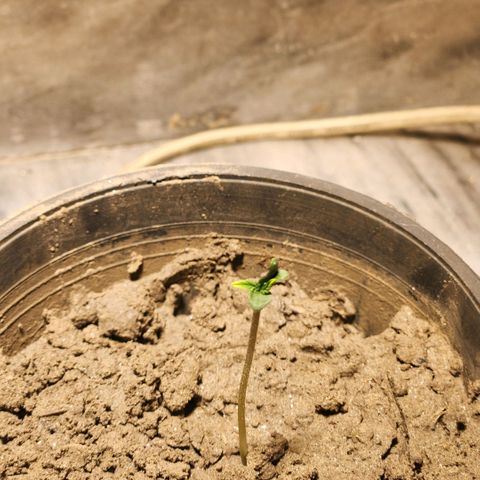 Goji OG growlog timeline photo