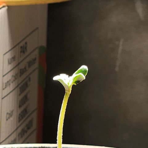 Goji OG growlog timeline photo