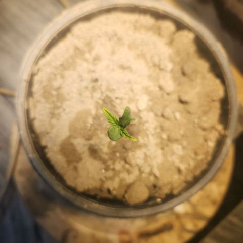 Goji OG growlog timeline photo