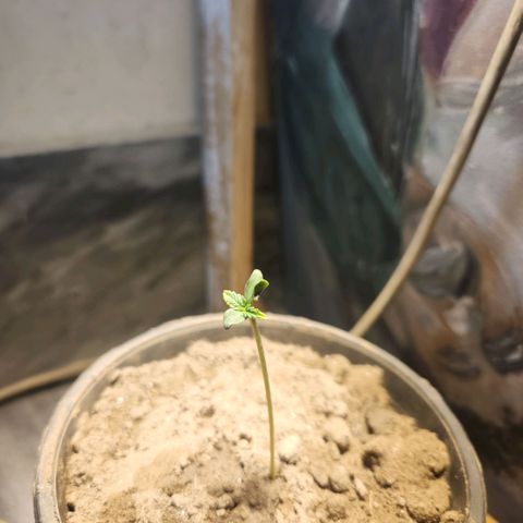Goji OG growlog timeline photo