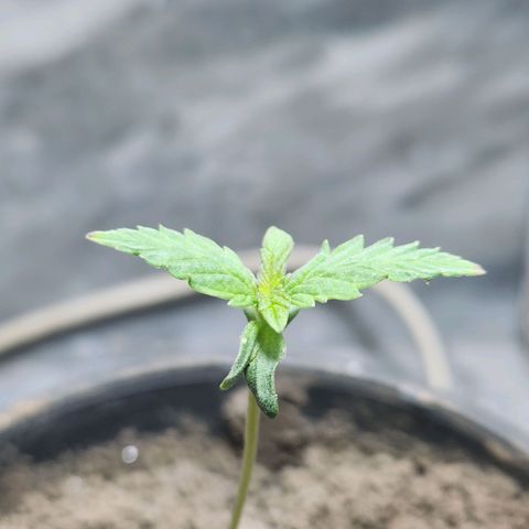 Goji OG growlog timeline photo