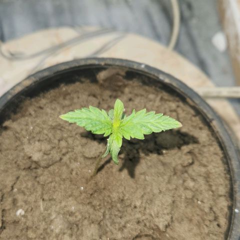 Goji OG growlog timeline photo