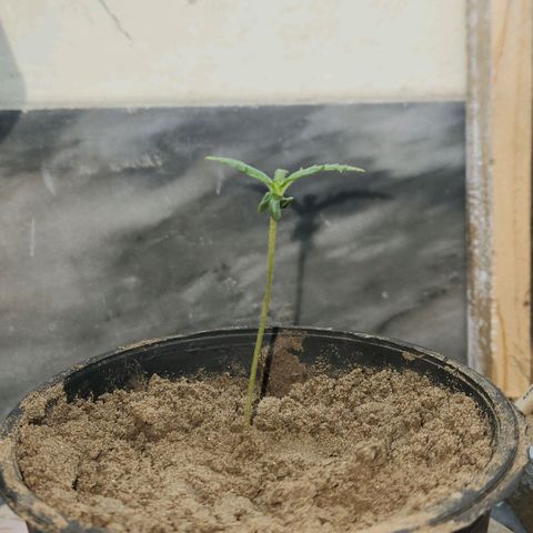 Goji OG growlog timeline photo
