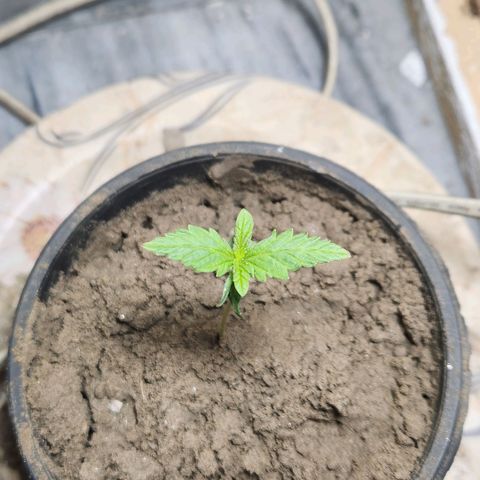 Goji OG growlog photo: Growth seems to be at a halt at this moment. 