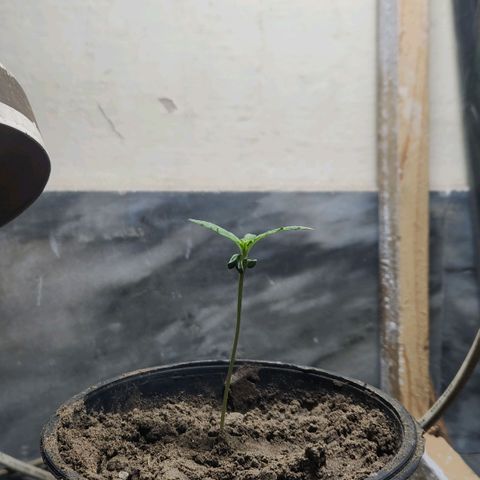 Goji OG growlog photo: Growth seems to be at a halt at this moment. 