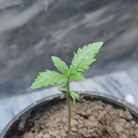 Goji OG growlog timeline photo