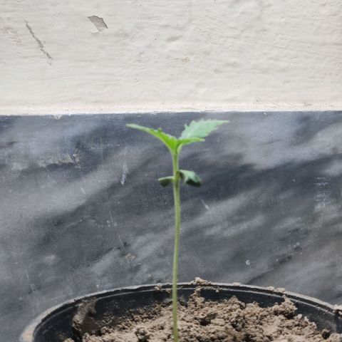 Goji OG growlog timeline photo