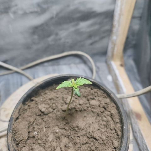 Goji OG growlog timeline photo