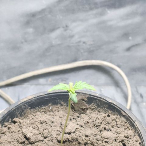 Goji OG growlog timeline photo