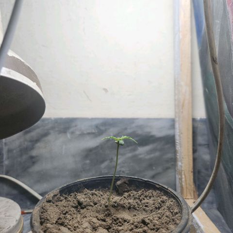 Goji OG growlog timeline photo