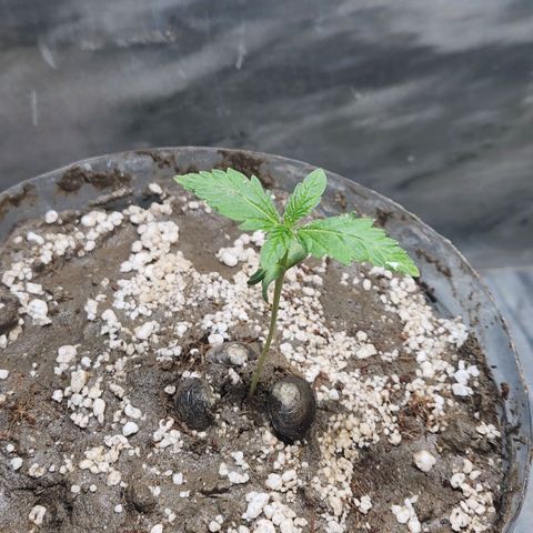 Goji OG growlog photo: The pot and soil has been changed. 