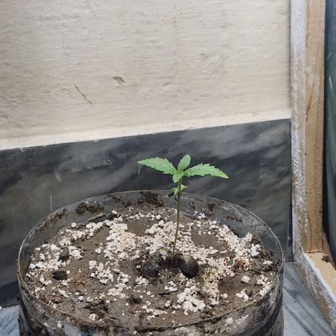 Goji OG growlog photo: The pot and soil has been changed. 