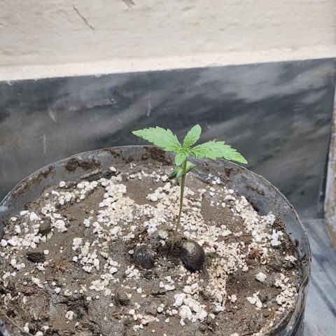 Goji OG growlog photo: The pot and soil has been changed. 