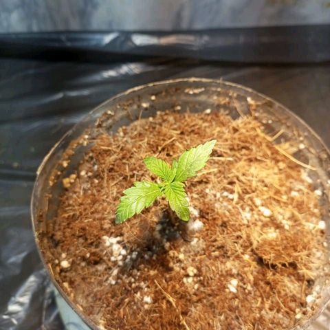 Goji OG growlog timeline photo