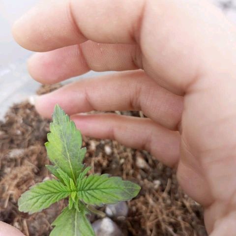 Goji OG growlog photo: The seedling is in nutrient shock, because of the soil change. 