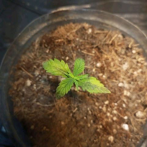 Goji OG growlog photo: First true leaves are dying. But the new leaves are strong and healthy. 