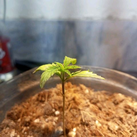 Goji OG growlog timeline photo