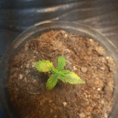 Goji OG growlog timeline photo