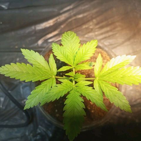 Goji OG growlog timeline photo
