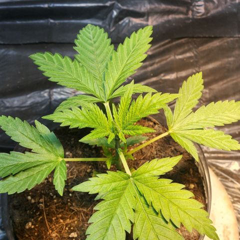 Goji OG growlog timeline photo