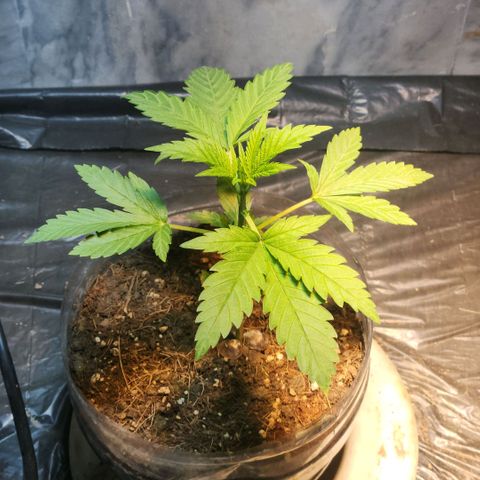 Goji OG growlog timeline photo